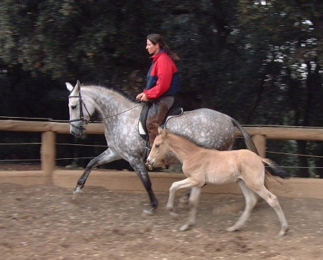 Primeros pasos para el caballo Pequeño caballo