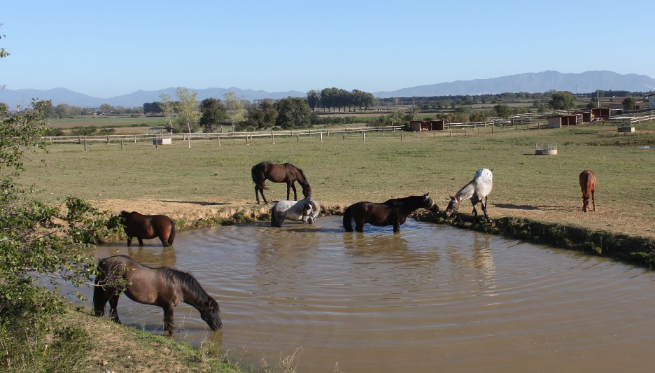 los Caballos de la yeguada campa la selva Caballos bañandose en balsa de agua