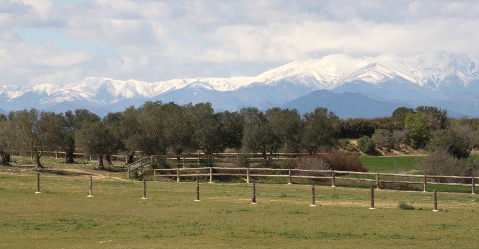 Vistas en Finca les Oliveres Relajacion para los animales pastando a sus anchas