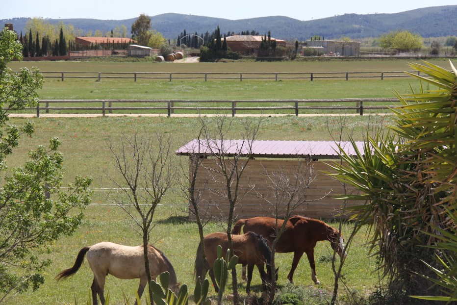 Yeguada finca les Oliveres