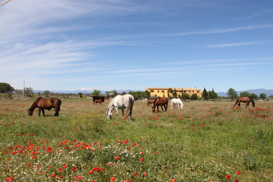 Finca les Oliveres Amplios campos para la libertad de los caballos