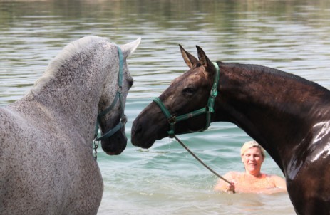 Caballos en el rio