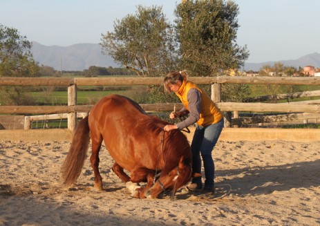 Domando caballos