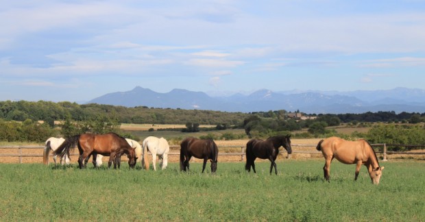 caballos en libertat los caballos a su aire